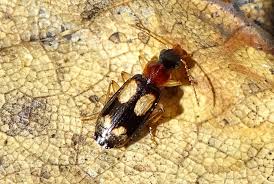 Attēlu rezultāti vaicājumam “Dromius quadrimaculatus”