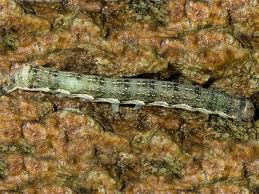 Attēlu rezultāti vaicājumam “Orthosia sp. larva”