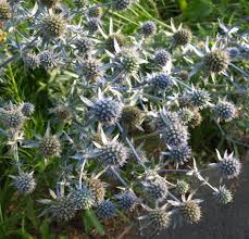 Attēlu rezultāti vaicājumam “Eryngium planum leaf”