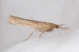 Attēlu rezultāti vaicājumam “Pediasia fascelinella”