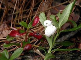 Attēlu rezultāti vaicājumam “Exobasidium vaccinii”