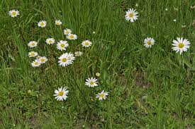 Image result for Leucanthemum vulgare