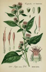 Attēlu rezultāti vaicājumam “Arctium nemorosum”