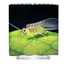 Attēlu rezultāti vaicājumam “Psocoptera”