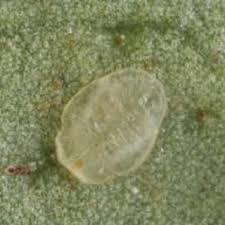 Attēlu rezultāti vaicājumam “Aleurochiton aceris”