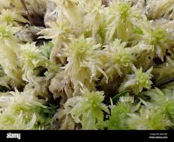 Attēlu rezultāti vaicājumam “Sphagnum centrale”