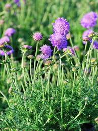 Image result for Scabiosa columbaria