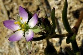Attēlu rezultāti vaicājumam “Spergularia marina flower”