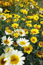 Image result for Chrysanthemum segetum