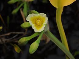 Attēlu rezultāti vaicājumam “Alismataceae”