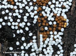 Attēlu rezultāti vaicājumam “Trichia varia spores”