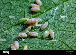 Attēlu rezultāti vaicājumam “Chrysopa eggs”