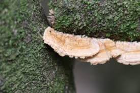 Attēlu rezultāti vaicājumam “Antrodiella”