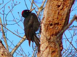 Attēlu rezultāti vaicājumam “Dryocopus martius”