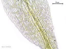 Attēlu rezultāti vaicājumam “Seligeria donniana”