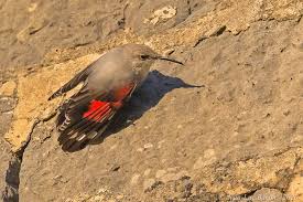 Image result for Tichodroma muraria