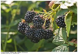 Attēlu rezultāti vaicājumam “Rubus nessensis fruit”