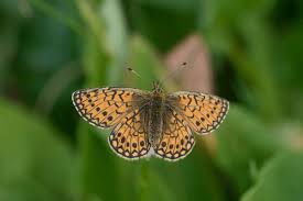 Attēlu rezultāti vaicājumam “Boloria eunomia”