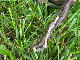 Image result for cestoda excrement dog