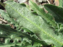 Attēlu rezultāti vaicājumam “Leontodon hispidus leaf”