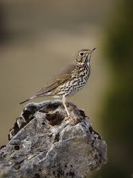 Attēlu rezultāti vaicājumam “Turdus philomelos”