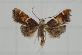 Attēlu rezultāti vaicājumam “Pyralis regalis”