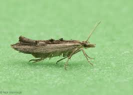 Attēlu rezultāti vaicājumam “Ypsolopha scabrella”