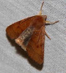 Attēlu rezultāti vaicājumam “Agrochola helvola imago”