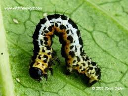 Attēlu rezultāti vaicājumam “Abraxas grossulariata larva”