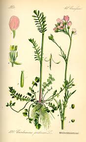 Attēlu rezultāti vaicājumam “Cardamine pratensis leaf”