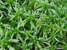 Attēlu rezultāti vaicājumam “Sphagnum girgensohnii”