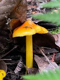 Attēlu rezultāti vaicājumam “Hygrocybe acutoconica”