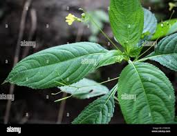 Attēlu rezultāti vaicājumam “Impatiens parviflora leaf”