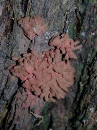 Attēlu rezultāti vaicājumam “Arcyria imperialis”