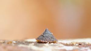 Attēlu rezultāti vaicājumam “Phronia sp.”