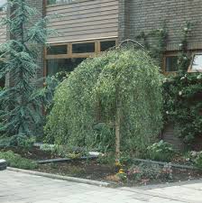 Attēlu rezultāti vaicājumam “Betula pendula Youngii”