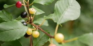 Attēlu rezultāti vaicājumam “Frangula alnus”