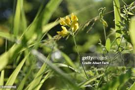 Attēlu rezultāti vaicājumam “Lathyrus pratensis fruit”