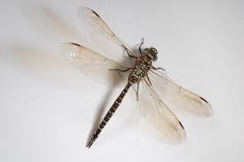 Attēlu rezultāti vaicājumam “Aeshna juncea”