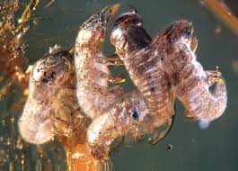 Attēlu rezultāti vaicājumam “Geocrypta galii larva”