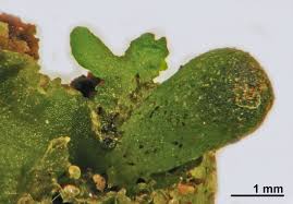 Attēlu rezultāti vaicājumam “Aneura pinguis”