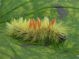 Attēlu rezultāti vaicājumam “Acronicta aceris larva”