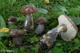 Attēlu rezultāti vaicājumam “Leccinum melaneum”