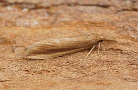 Attēlu rezultāti vaicājumam “Donacaula mucronella”