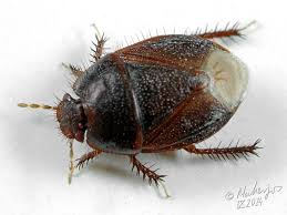 Attēlu rezultāti vaicājumam “Adomerus biguttatus”