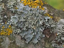 Attēlu rezultāti vaicājumam “Punctelia subrudecta”