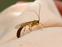 Attēlu rezultāti vaicājumam “Ichneumonidae”