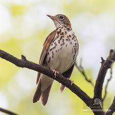 Image result for Hylocichla mustelina