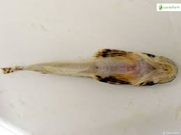 Image result for Myoxocephalus quadricornis