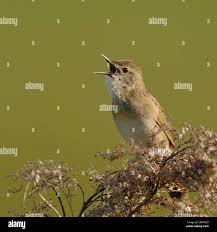 Image result for Locustella naevia